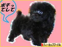 にほんブログ村 犬ブログ ティーカッププードルへ