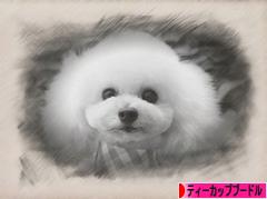 にほんブログ村 犬ブログ ティーカッププードルへ