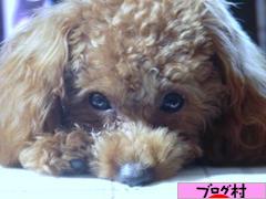 にほんブログ村 犬ブログ ティーカッププードルへ