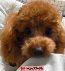 にほんブログ村 犬ブログ ティーカッププードルへ