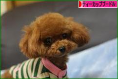 にほんブログ村 犬ブログ ティーカッププードルへ