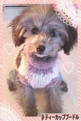 にほんブログ村 犬ブログ ティーカッププードルへ