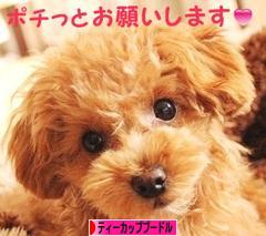 にほんブログ村 犬ブログ ティーカッププードルへ