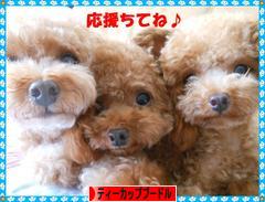 にほんブログ村 犬ブログ ティーカッププードルへ
