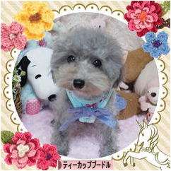 にほんブログ村 犬ブログ ティーカッププードルへ