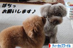 にほんブログ村 犬ブログ ティーカッププードルへ