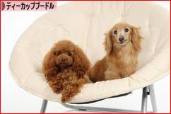にほんブログ村 犬ブログ ティーカッププードルへ