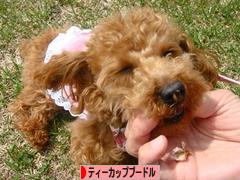 にほんブログ村 犬ブログ ティーカッププードルへ