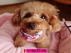 にほんブログ村 犬ブログ ティーカッププードルへ