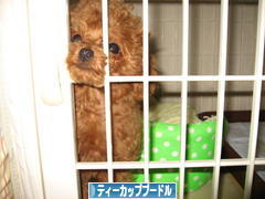 にほんブログ村 犬ブログ ティーカッププードルへ