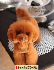 にほんブログ村 犬ブログ ティーカッププードルへ