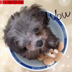 にほんブログ村 犬ブログ ティーカッププードルへ
