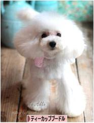 にほんブログ村 犬ブログ ティーカッププードルへ