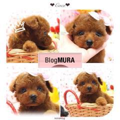にほんブログ村 犬ブログ ティーカッププードルへ
