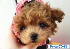 にほんブログ村 犬ブログ ティーカッププードルへ