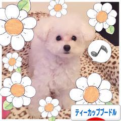 にほんブログ村 犬ブログ ティーカッププードルへ