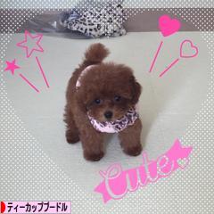 にほんブログ村 犬ブログ ティーカッププードルへ