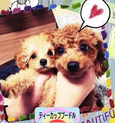 にほんブログ村 犬ブログ ティーカッププードルへ