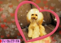 にほんブログ村 犬ブログ ティーカッププードルへ