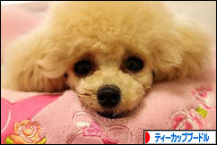 にほんブログ村 犬ブログ ティーカッププードルへ