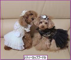 にほんブログ村 犬ブログ ティーカッププードルへ