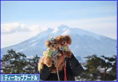 にほんブログ村 犬ブログ ティーカッププードルへ