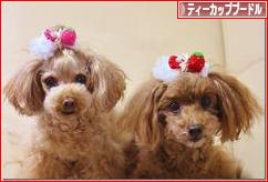 にほんブログ村 犬ブログ ティーカッププードルへ
