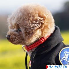 にほんブログ村 犬ブログ ティーカッププードルへ