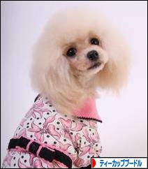 にほんブログ村 犬ブログ ティーカッププードルへ