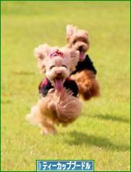 にほんブログ村 犬ブログ ティーカッププードルへ