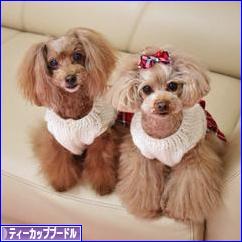 にほんブログ村 犬ブログ ティーカッププードルへ