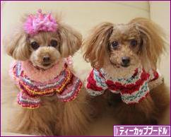 にほんブログ村 犬ブログ ティーカッププードルへ