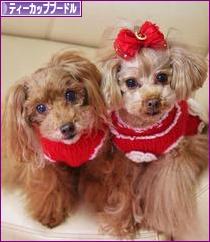 にほんブログ村 犬ブログ ティーカッププードルへ