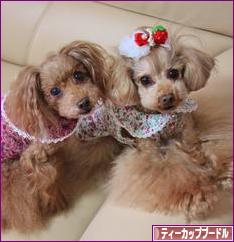 にほんブログ村 犬ブログ ティーカッププードルへ