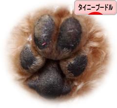 にほんブログ村 犬ブログ タイニープードルへ