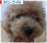 にほんブログ村 犬ブログ タイニープードルへ