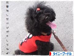 にほんブログ村 犬ブログ タイニープードルへ