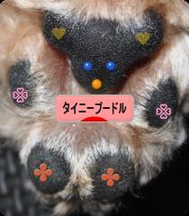 にほんブログ村 犬ブログ タイニープードルへ