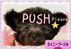 にほんブログ村 犬ブログ タイニープードルへ