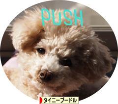 にほんブログ村 犬ブログ タイニープードルへ