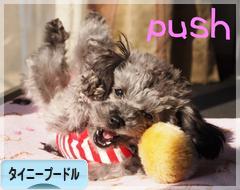 にほんブログ村 犬ブログ タイニープードルへ