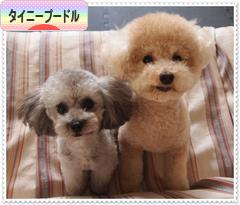 にほんブログ村 犬ブログ タイニープードルへ