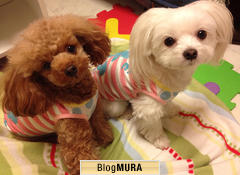 にほんブログ村 犬ブログ タイニープードルへ