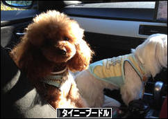 にほんブログ村 犬ブログ タイニープードルへ