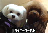 にほんブログ村 犬ブログ タイニープードルへ