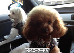 にほんブログ村 犬ブログ タイニープードルへ