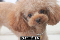 にほんブログ村 犬ブログ タイニープードルへ