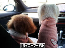 にほんブログ村 犬ブログ タイニープードルへ