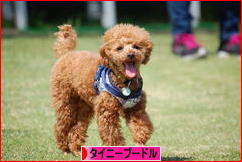 にほんブログ村 犬ブログ タイニープードルへ