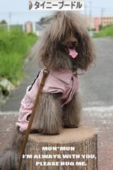 にほんブログ村 犬ブログ タイニープードルへ